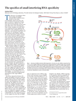 The Specifics of Small Interfering RNA Specificity