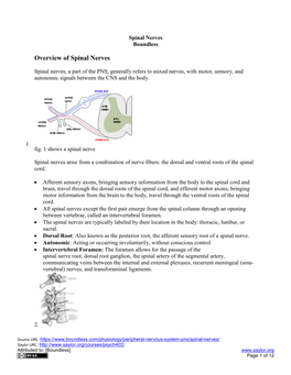 Overview of Spinal Nerves