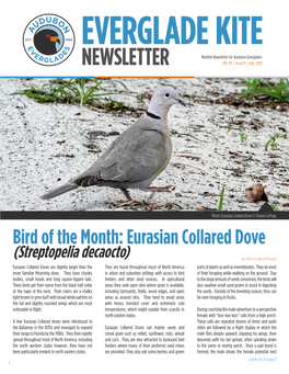 Eurasian Collared Dove © Doreen Lepage Bird of the Month: Eurasian Collared Dove