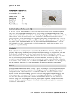 American Black Duck Anas Rubripes [B,W]