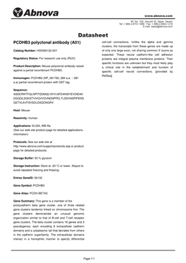 PCDHB3 Polyclonal Antibody (A01) Cell-Cell Connections