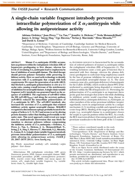 A Single-Chain Variable Fragment Intrabody Prevents Intracellular