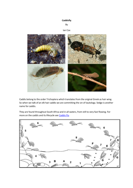 Caddisfly by Ian Cox Caddis Belong to the Order Trichoptera Which Translates from the Original Greek As Hair Wing. So When We Ta