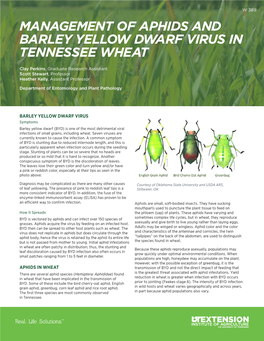 Barley Yellow Dwarf Virus Aphids in Wheat