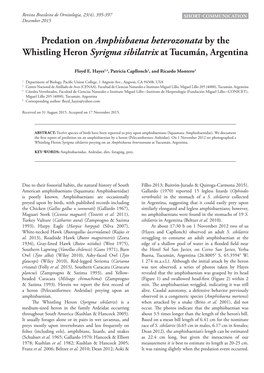 Predation on Amphisbaena Heterozonata by the Whistling Heron Syrigma Sibilatrix at Tucumán, Argentina
