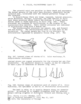 The Coracoid Sulci Are Peculiar in Their Depth and Narrowness. the Dorsal