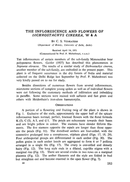 The Inflorescence and Flowers of Dichrostachys Cinerea, W & A