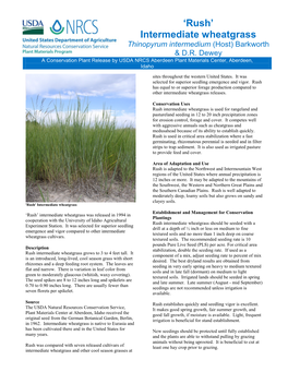 'Rush' Intermediate Wheatgrass (Thinopyrum Intermedium) Conservation Plant Release Brochure