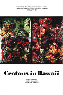 Crotons in Hawaii