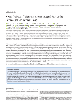 Npas1+-Nkx2.1+ Neurons Are an Integral Part of the Cortico-Pallido