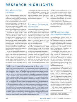 Septins Guide Microtubules