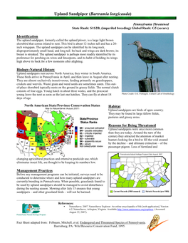 Upland Sandpiper (Bartramia Longicauda)