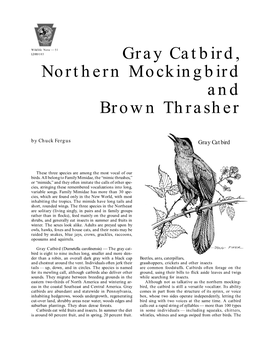 Gray Catbird, Northern Mockingbird and Brown Thrasher