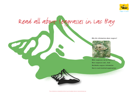 Read All About Seagrasses in Lac Bay