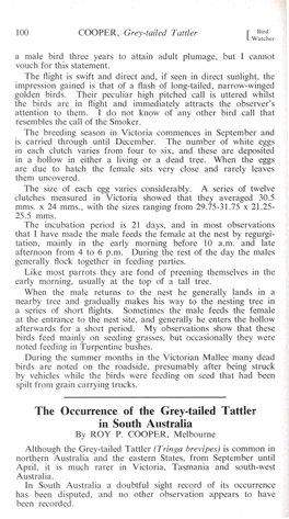 The Occurrence of the Grey-Tailed Tattler in South Australia by ROY P