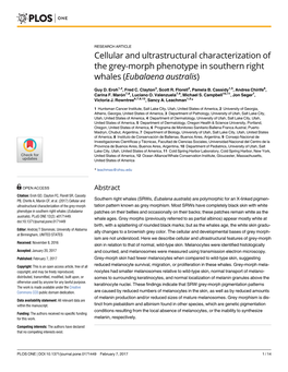 Cellular and Ultrastructural Characterization of the Grey-Morph Phenotype in Southern Right Whales (Eubalaena Australis)