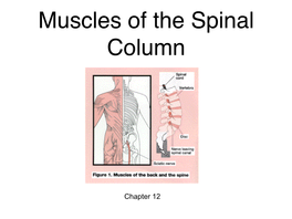 Muscles of the Spinal Column