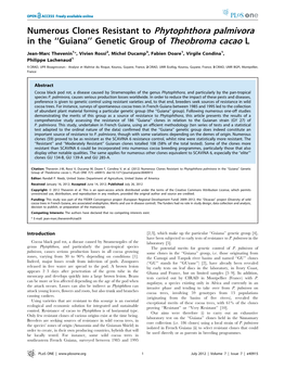 Numerous Clones Resistant to Phytophthora Palmivora in the ‘‘Guiana’’ Genetic Group of Theobroma Cacao L