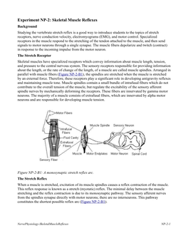 Skeletal Muscle Reflexes