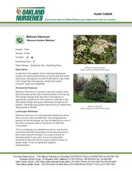 Oakland Nurseries Inc Mohican Viburnum