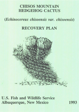 CHISOS MOUNTAIN HEDGEHOG CACTUS (Echinocereus Chisoensis Var