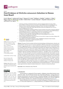 First Evidence of Ehrlichia Minasensis Infection in Horses from Brazil