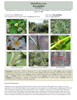 Multiflora Rose Orientalrosa Multiflora Bittersweet Control Guidelines Fact Sheet