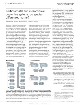 Corticostriatal and Mesocortical Dopamine Systems: Do Species