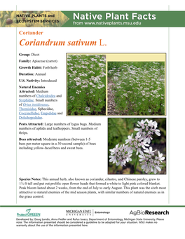 Coriander Coriandrum Sativum L