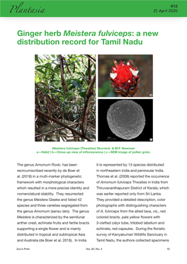 Ginger Herb Meistera Fulviceps: a New Distribution Record for Tamil Nadu