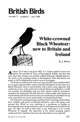 White-Crowned Black Wheatear: New to Britain and Ireland B.J