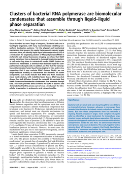 Clusters of Bacterial RNA Polymerase Are Biomolecular Condensates That Assemble Through Liquid–Liquid Phase Separation