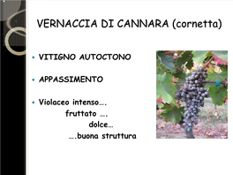 VERNACCIA DI CANNARA (Cornetta)