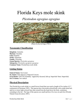 Florida Keys Mole Skink