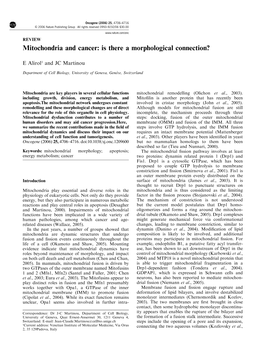 Mitochondria and Cancer: Is There a Morphological Connection?