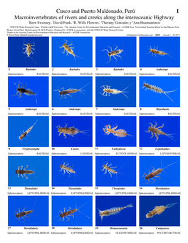 Cusco and Puerto Maldonado, Perú 1 Macroinvertebrates of Rivers and Creeks Along the Interoceanic Highway 1 1 2 3 4 Bern Sweeney, David Funk, R