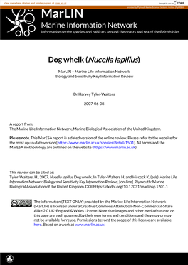 Dog Whelk (Nucella Lapillus)
