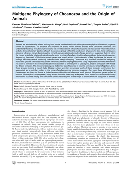 Multigene Phylogeny of Choanozoa and the Origin of Animals