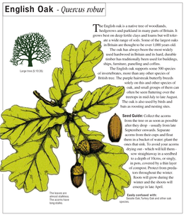 English Oak - Quercus Robur Sessile Oak - Quercus Petraea