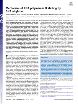 Mechanism of RNA Polymerase II Stalling by DNA Alkylation