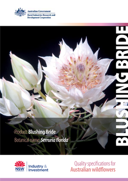 Product:Blushing Bride Botanical Name:Serruria Florida