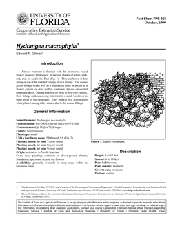 Hydrangea Macrophylla1