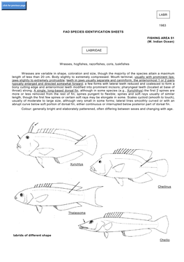 LABRIDAE Wrasses Are Variable in Shape, Coloration