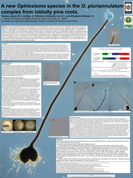 A New Ophiostoma Species in the O. Pluriannulatum Complex from Loblolly Pine Roots