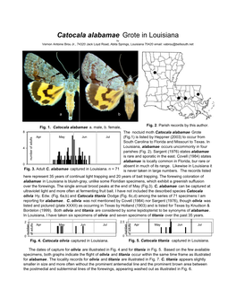 Catocala Alabamae Grote in Louisiana by Vernon Antoine Brou Jr., 74320 Jack Loyd Road, Abita Springs, Louisiana 70420 Email: Vabrou@Bellsouth.Net