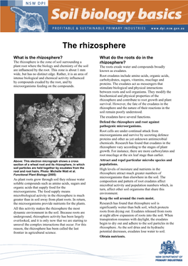 The Rhizosphere