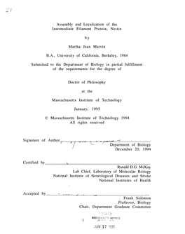 Assembly and Localization of the Intermediate Filament Protein, Nestin Martha Jean Marvin Submitted to the Department of Biology