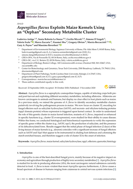 Aspergillus Flavus Exploits Maize Kernels Using An