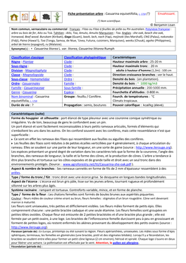 Fiche Présentation Arbre : Casuarina Equisetifolia, L