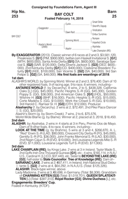 BAY COLT Barn 25 Hip No